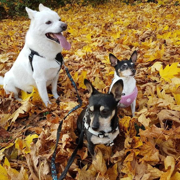 Meet your Posher, Ramona - Picture 1 of 1